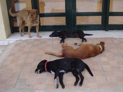 Συνεχίζουν να δηλητηριάζουν τα ζώα στη Χίο